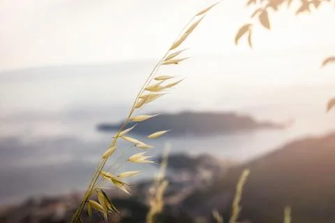 Grass by the sea Stock Photos