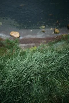 Grass on the sea Foto stock
