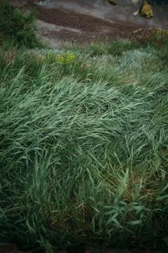 Grass on the sea Stock Photos