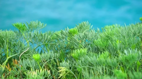 Grass on the sea view Stock Footage 64991562
