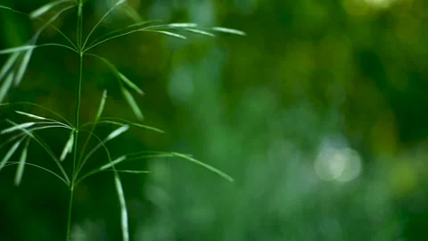 Grass seed blowing in the wind Stock Footage 153859558