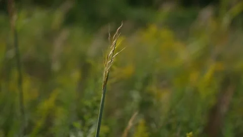 Grass Seed Detail, Closeup Capturing Delicate Seed Structures Against Softly Stock Footage 323772197