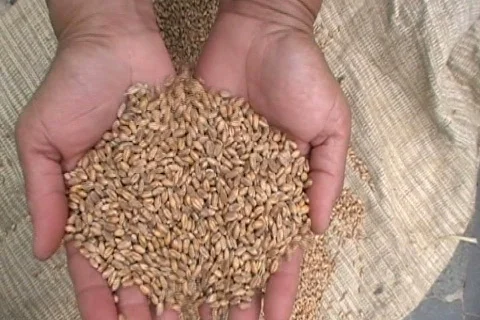 Grass seed Stock Footage 505475