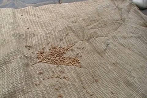 Grass seed Stock Footage 505532