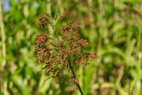 Grass seed head with green background Stock Photos