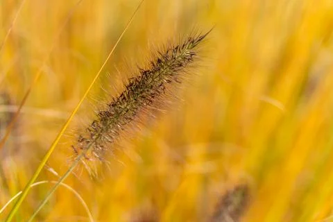 Grass seed head macro. Stock Photos