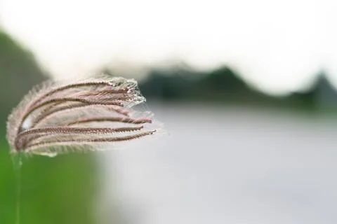Grass Seed Head Macro with Soft Background Photos