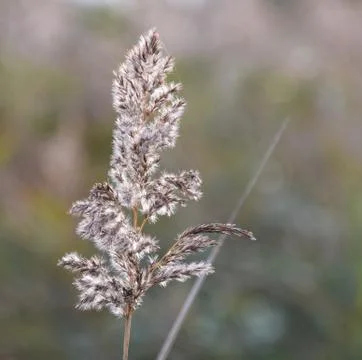 Grass seed head Stock Photos