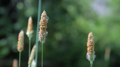 Grass Seed Head Slow Motion County Fermanagh Northern Ireland Stock Footage 98276060