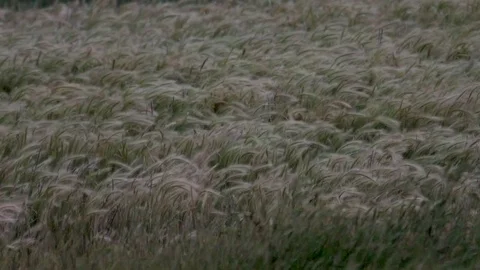 Grass seed heads blowing in wind slow motion Stock Footage 83688124
