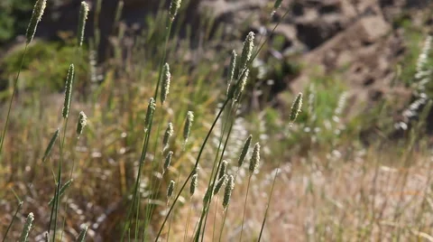 Grass seed heads Stock Footage 5903385