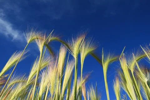 Grass seed heads Stock Photos