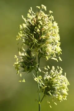 Grass seed Foto stock