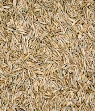 Grass seed Stock Photos