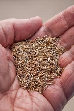 Grass seed Stock Photos