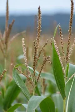 Grass seed Stock Photos