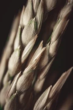 Grass Seed Stems Stocks Stock Photos