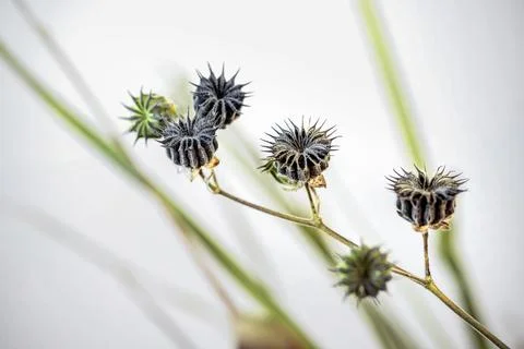 Grass seed with sun pattern Stock Photos