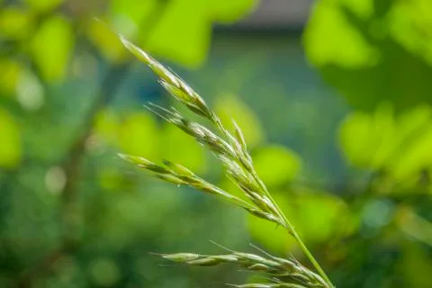Grass seeds close-up Stock Photos