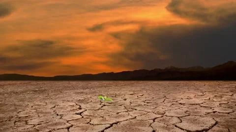 The grass seeds germinate and take root in the dry ground 1 Stock Footage 155607123