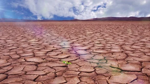 The grass seeds germinate and take root in the dry ground 2 Stock Footage 155607148