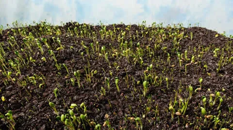 Grass seeds germinating Video stock 26274400