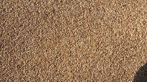 Grass seeds for growth Stock Footage 125190171