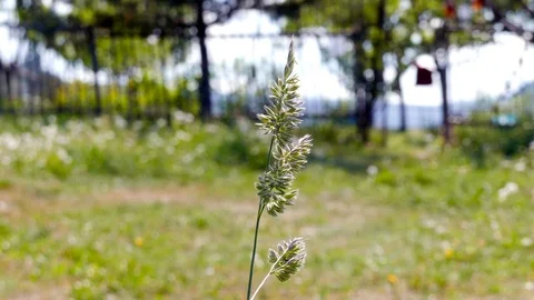 Grass seeds moving in the wind Stock Footage 89713346