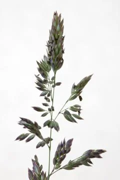 Grass seeds Stock Photos