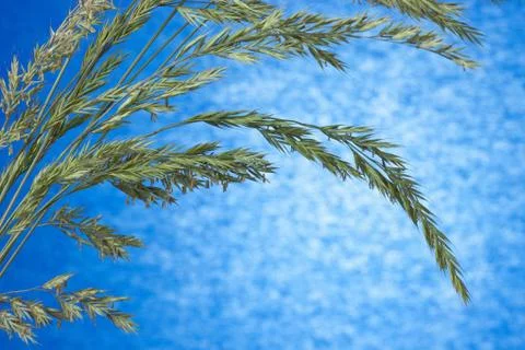 Grass seeds Stock Photos