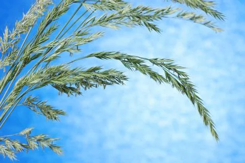 Grass seeds Stock Photos