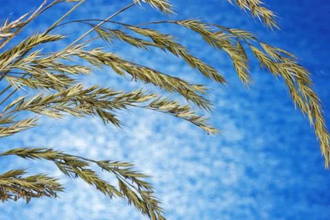 Grass seeds Stock Photos