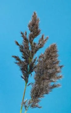 Grass seeds Stock Photos