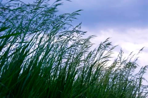 Grass with seeds Foto stock