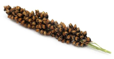 Grass seeds Stock Photos