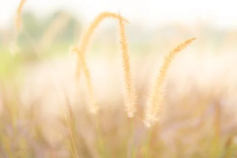 The grass in the setting sun is about to set, warming the heart Stock Photos