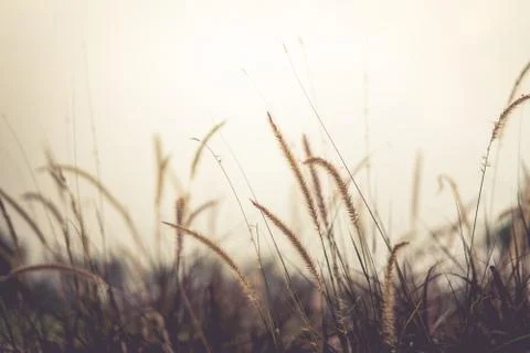 The grass in the setting sun is about to set, warming the heart Stock Photos