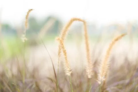 The grass in the setting sun is about to set, warming the heart Stock Photos