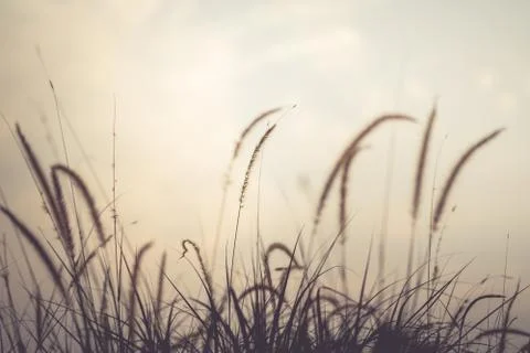 The grass in the setting sun is about to set, warming the heart Stock Photos