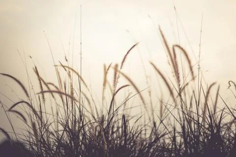 The grass in the setting sun is about to set, warming the heart Stock Photos