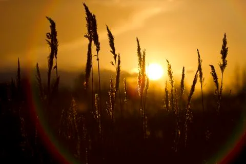Grass with the setting sun on the background 写真素材