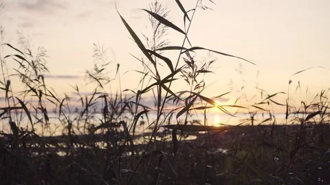 Grass at the setting sun Stock Footage 85373586