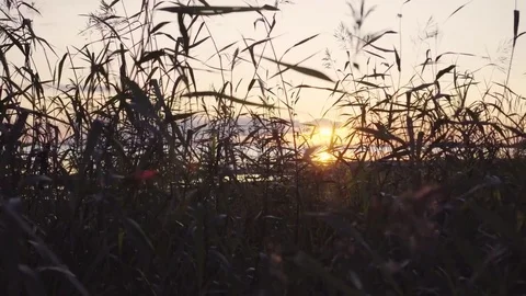 Grass at the setting sun Vídeos de archivo 85373590