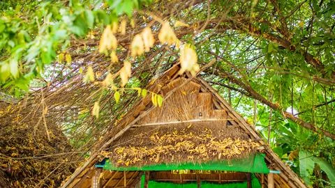 Grass shack, under the tree Stock Photos