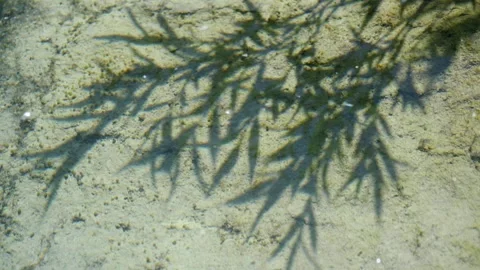 Grass shadow on lake bottom Stock Footage 260367719