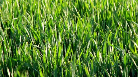 Grass shaking 스톡 동영상 36659359