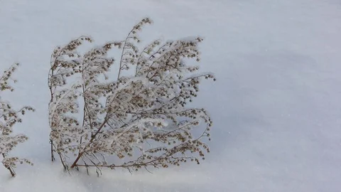 Grass shaking on a snow background on wind  in the winter Stock Footage 73659706