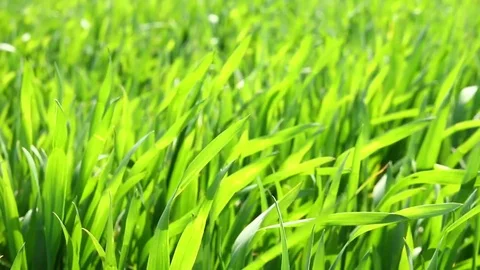 The grass is shaking in the wind Stock Footage 74591391