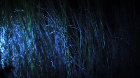 Grass Shallow Focus At Night Stock Footage 65231980