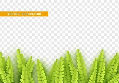 Grass, shape plant leaves border isolated with transparent background. Stock Illustration